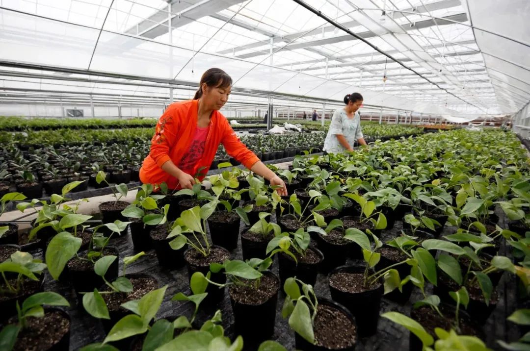 三抓三促专项行动学习,学习贯彻三抓三促行动研讨材料