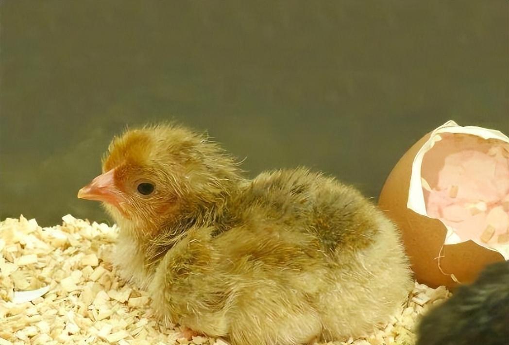 湖南小伙承包5000地只养十只鸡,农民大哥承包500亩土地养了10只鸡