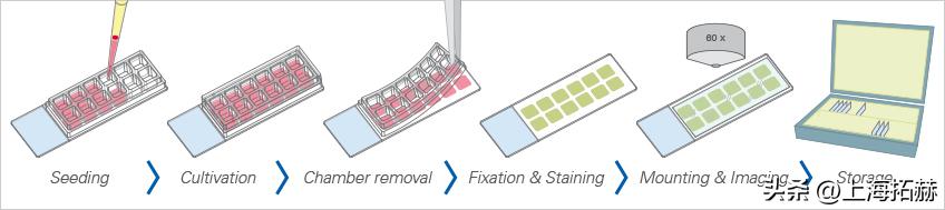 ibidi μ-Slide（80826、81201）腔室载玻片促销钜惠活动-雷萌生物