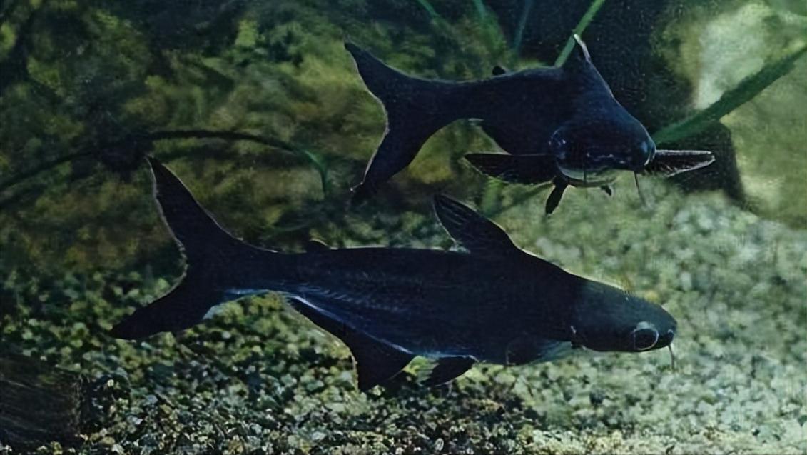 小型淡水观赏鲨鱼饲养方法,淡水鲨鱼有人工养殖的吗