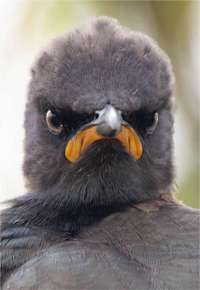 一张图看懂神奇动物,这些罕见的神奇动物到底有多可怕
