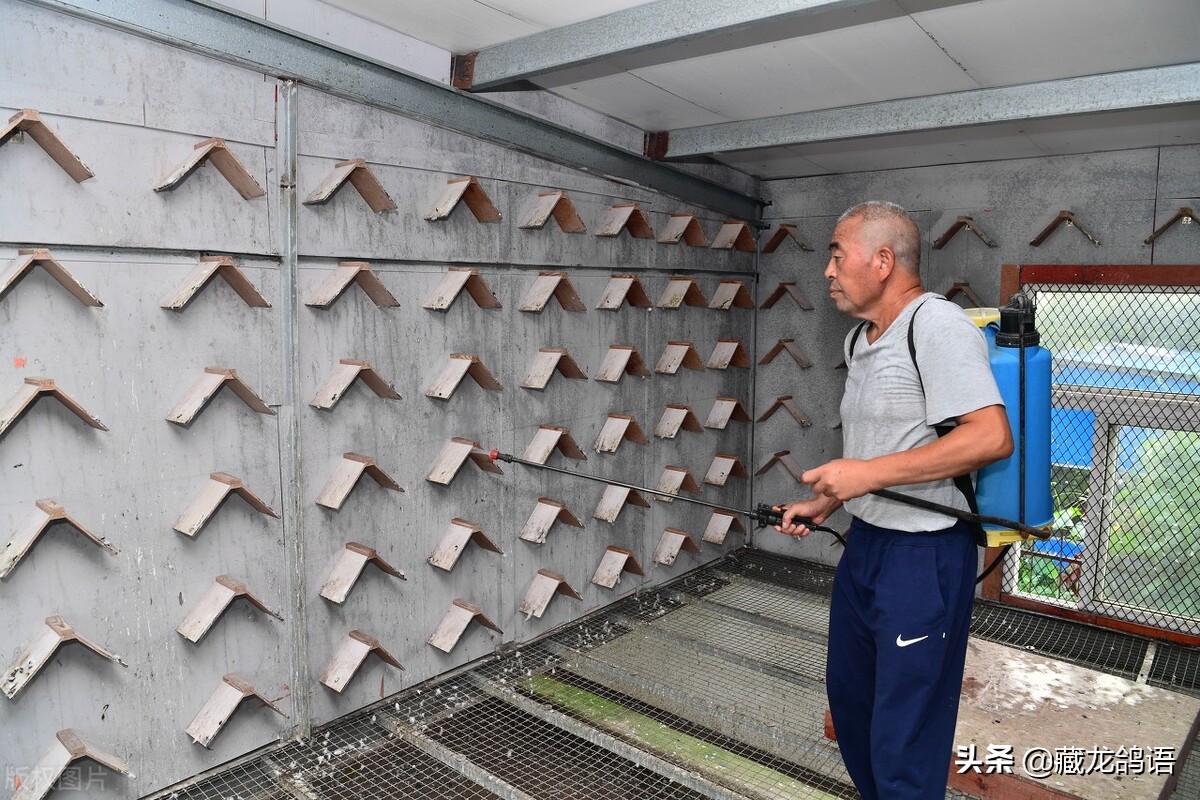 著名养鸽家赛鸽特征,信鸽名家驯养大全视频