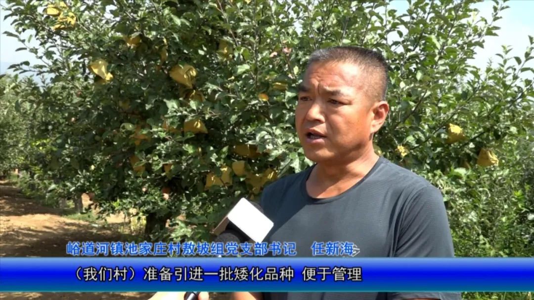 汾州大地沃野生金秋收忙颗粒归仓产量丰