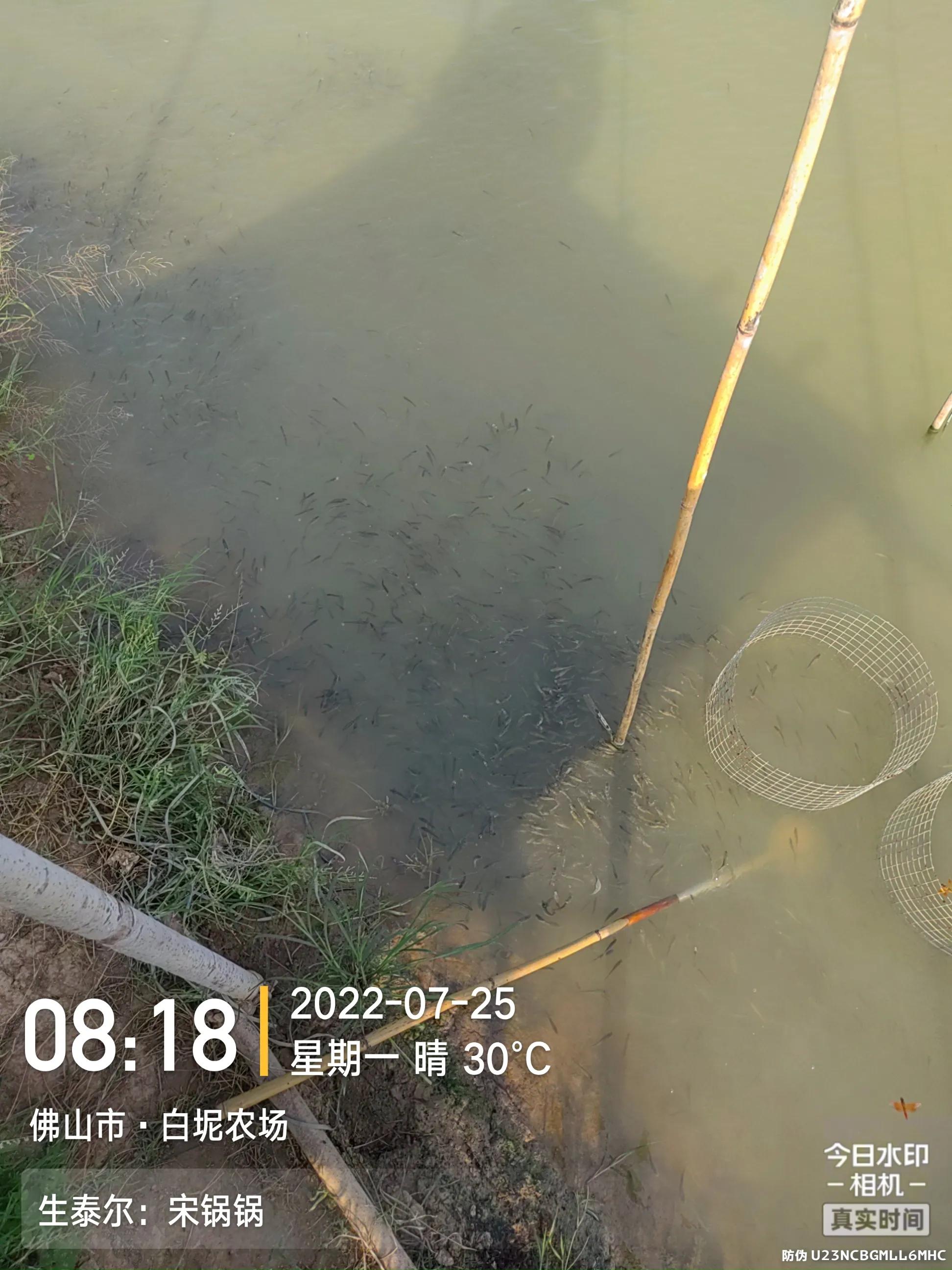 鱼弹状病毒的症状,生鱼子弹状病毒处理方案