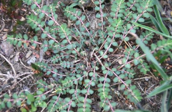 民间止痒草,有一种野生草可以治百病