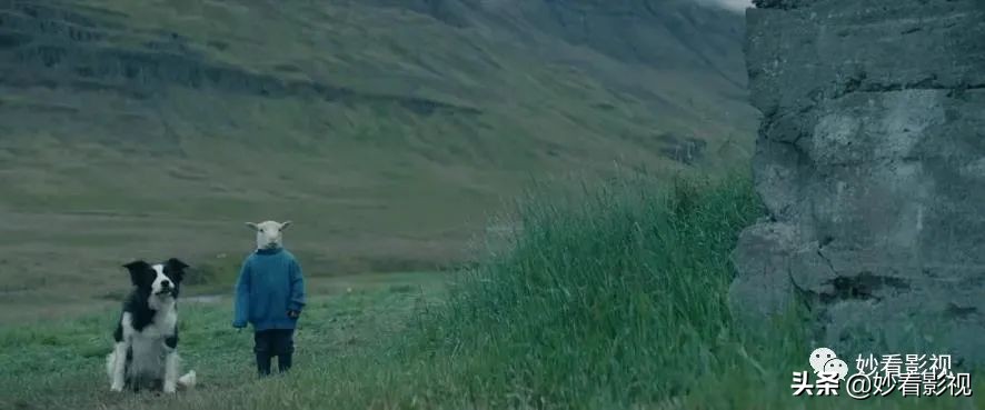 冰岛恐怖羊崽,冰岛羊崽