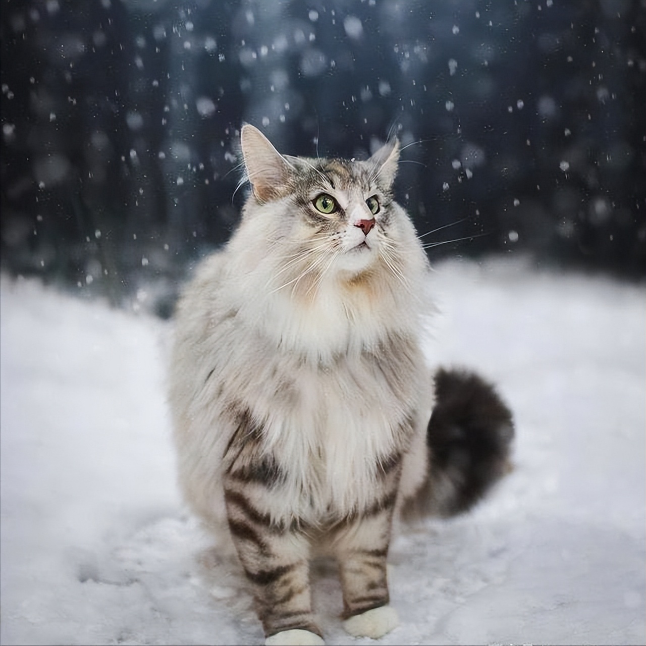 最不值钱的猫有哪几种,养得起这几种猫的都是土豪