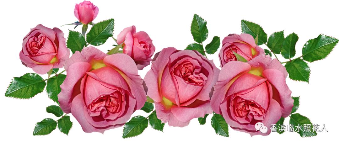 思维导图作文四年级怎么画,画习作思维导图1至8单元的