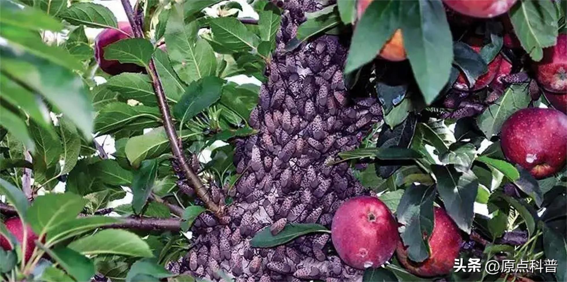 美国的昆虫入侵,盘点入侵美国的七大昆虫