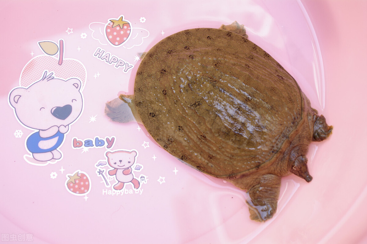 冬天怎么能找到野外生存的甲鱼,野生甲鱼冬天找甲鱼洞技巧