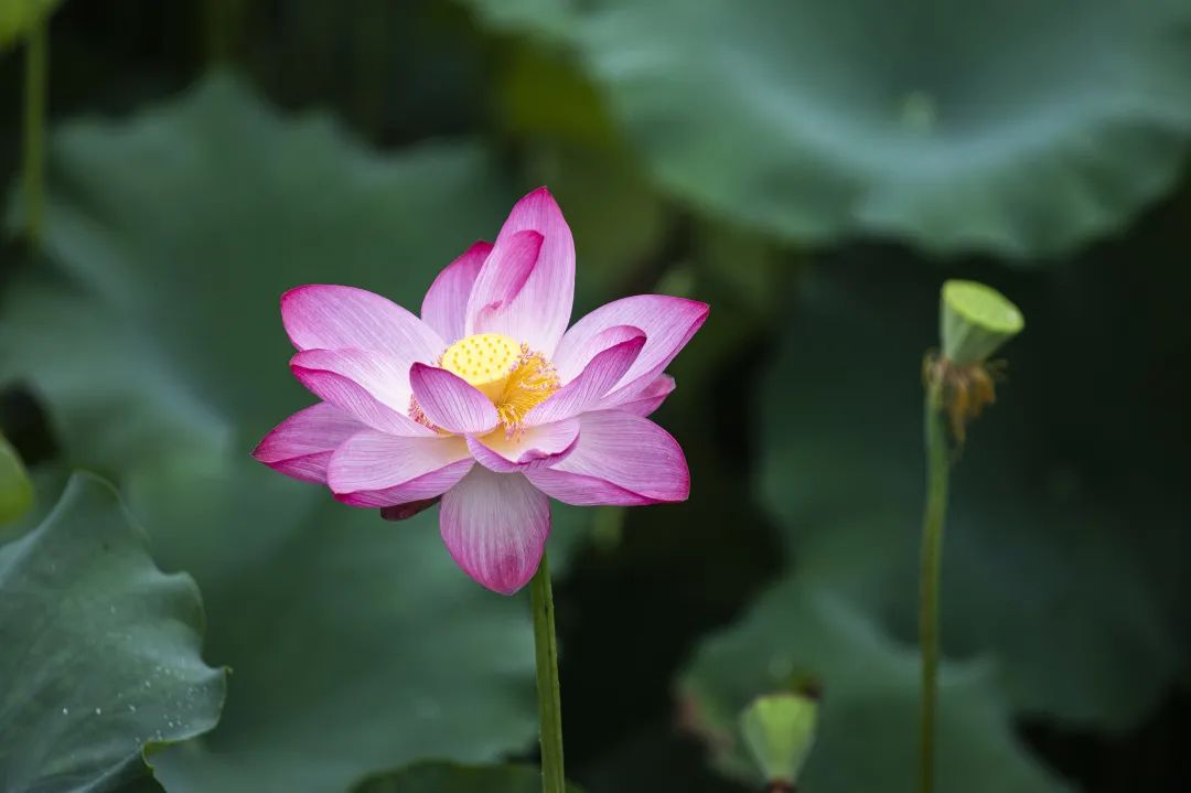 今日小暑：夏花繁盛，不负骄阳，人生滚烫，心自清凉