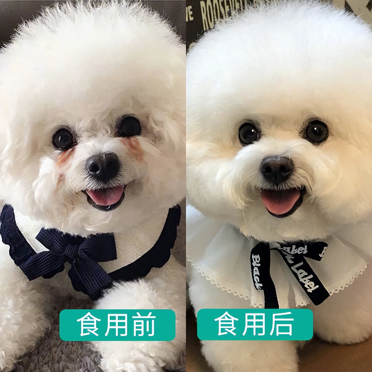 比熊泪痕怎么洗掉,比熊有泪痕怎么办