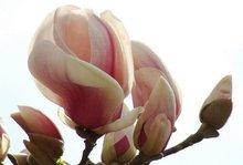 园林风景植物之玉兰