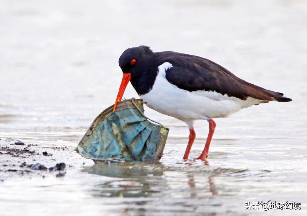 十大深海神秘巨型生物图片,天空拍到的像水母生物图