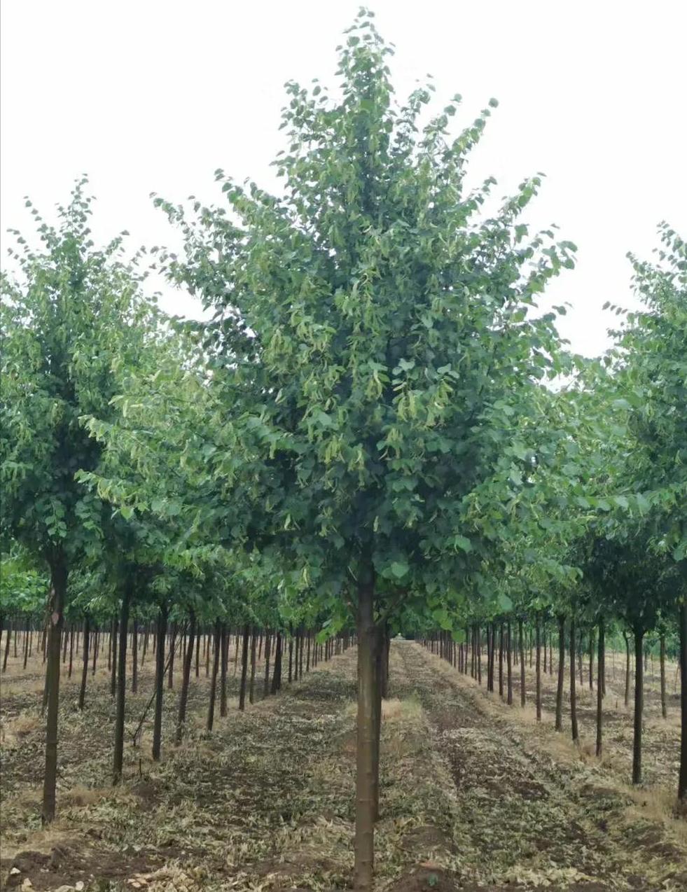 绿化一棵景观树多少钱,一百亩地的绿化树值多少钱