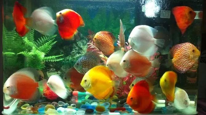 七彩神仙鱼繁殖期间可以喂食吗,七彩神仙鱼繁殖卵需要下什么药