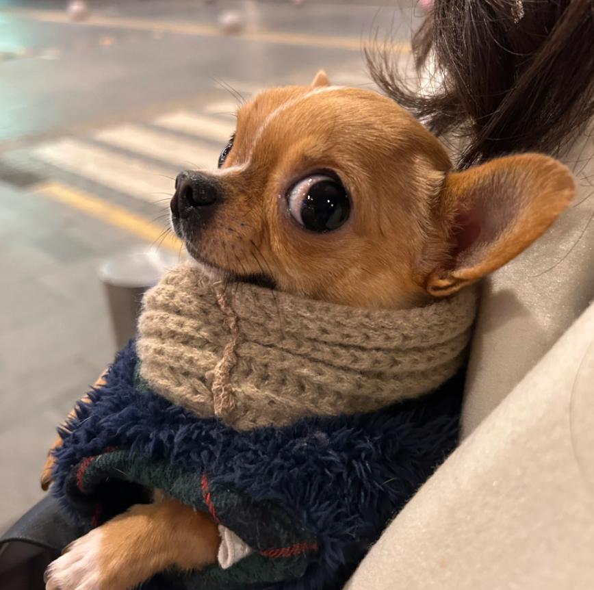 家庭养小型犬养什么品种好,短嘴巴大眼睛小型犬有多少品种