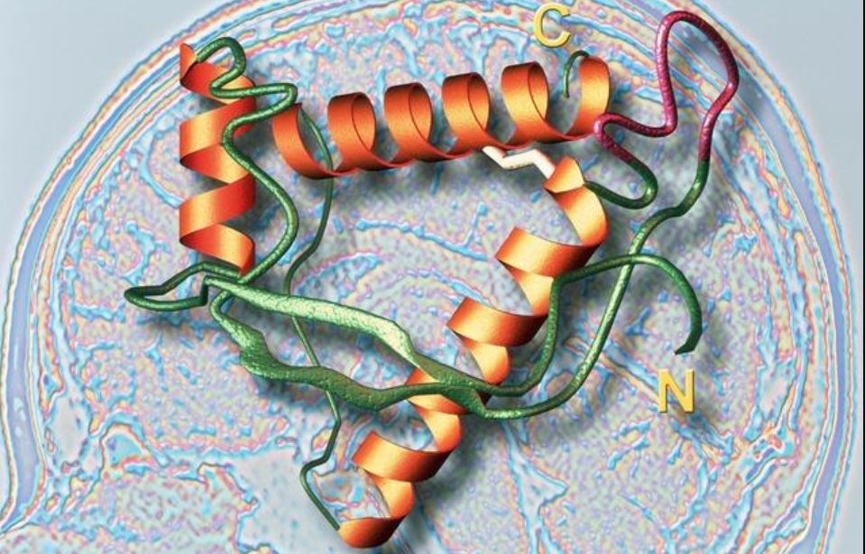 朊病毒致死率100%!无药可救烹煮杀不死，感染后到底有多恐怖？
