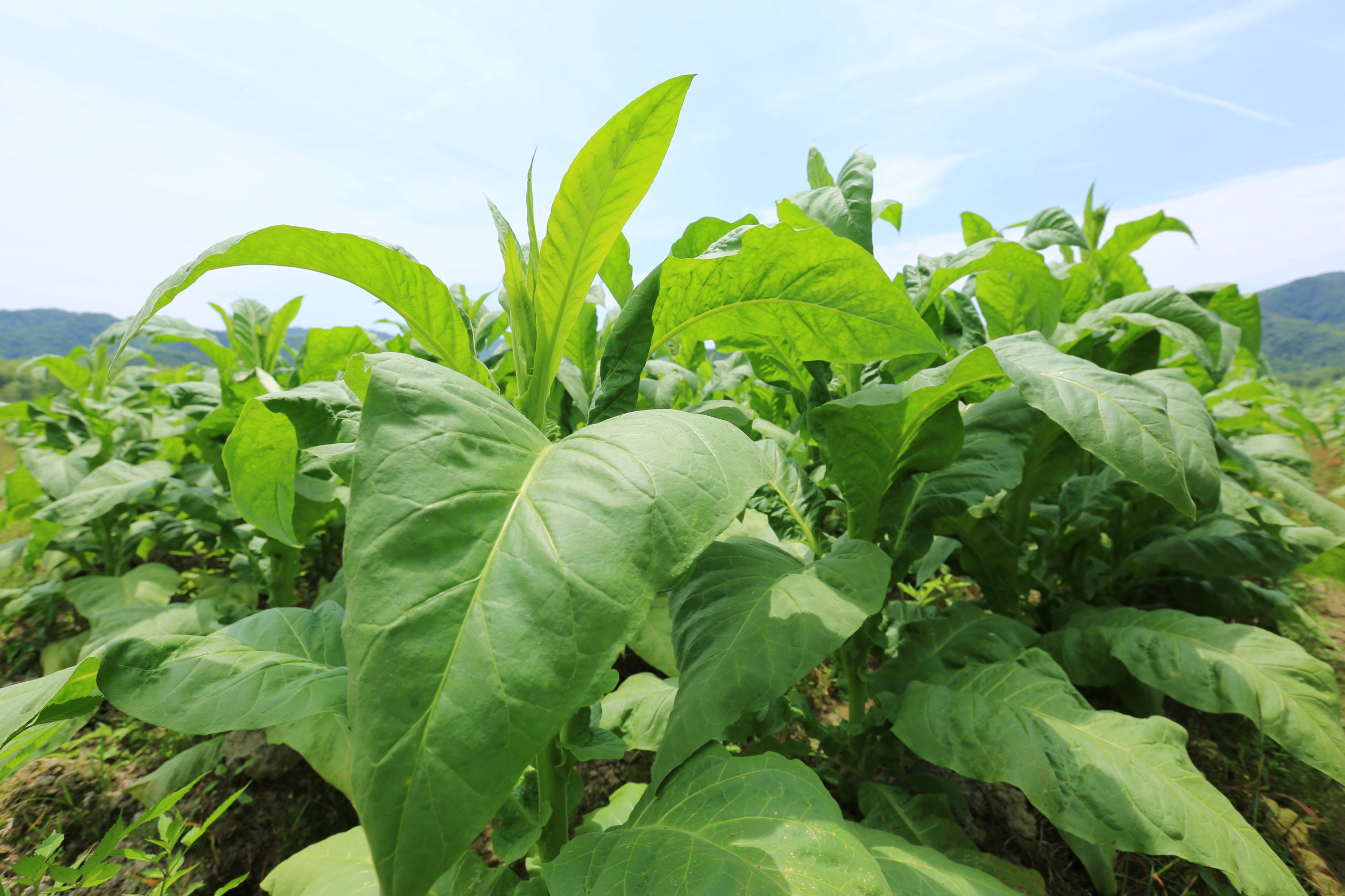 一支最便宜的雪茄多少钱,一口雪茄一套房子