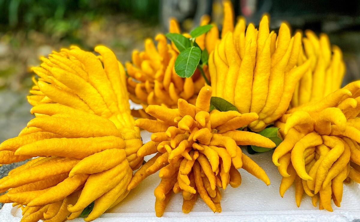 这种南方水果可以疏肝理气，消化不良、失眠，甚至胆囊炎都应多吃