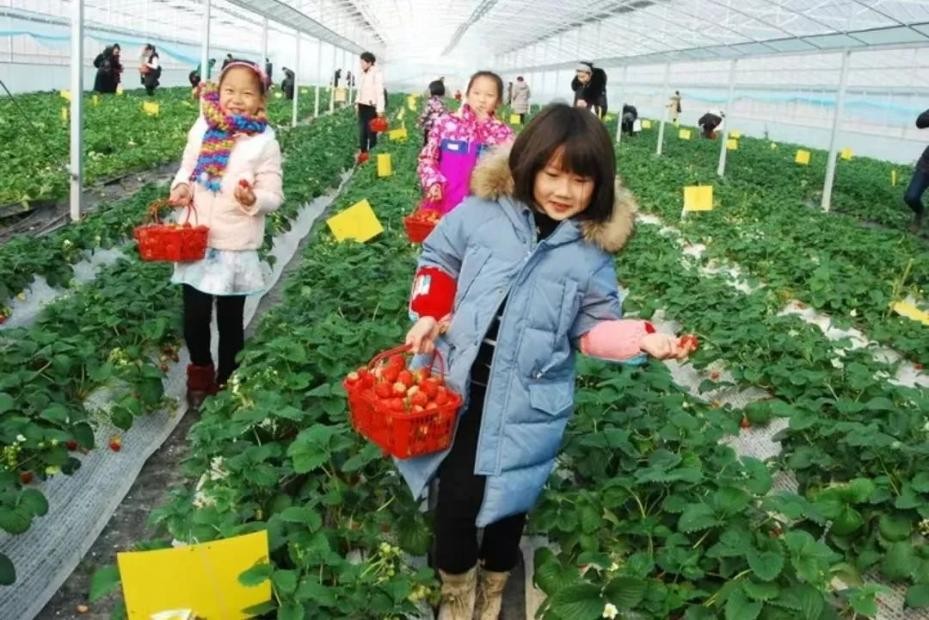 草莓园摘草莓怎么拍照,好玩的摘草莓胜地打卡