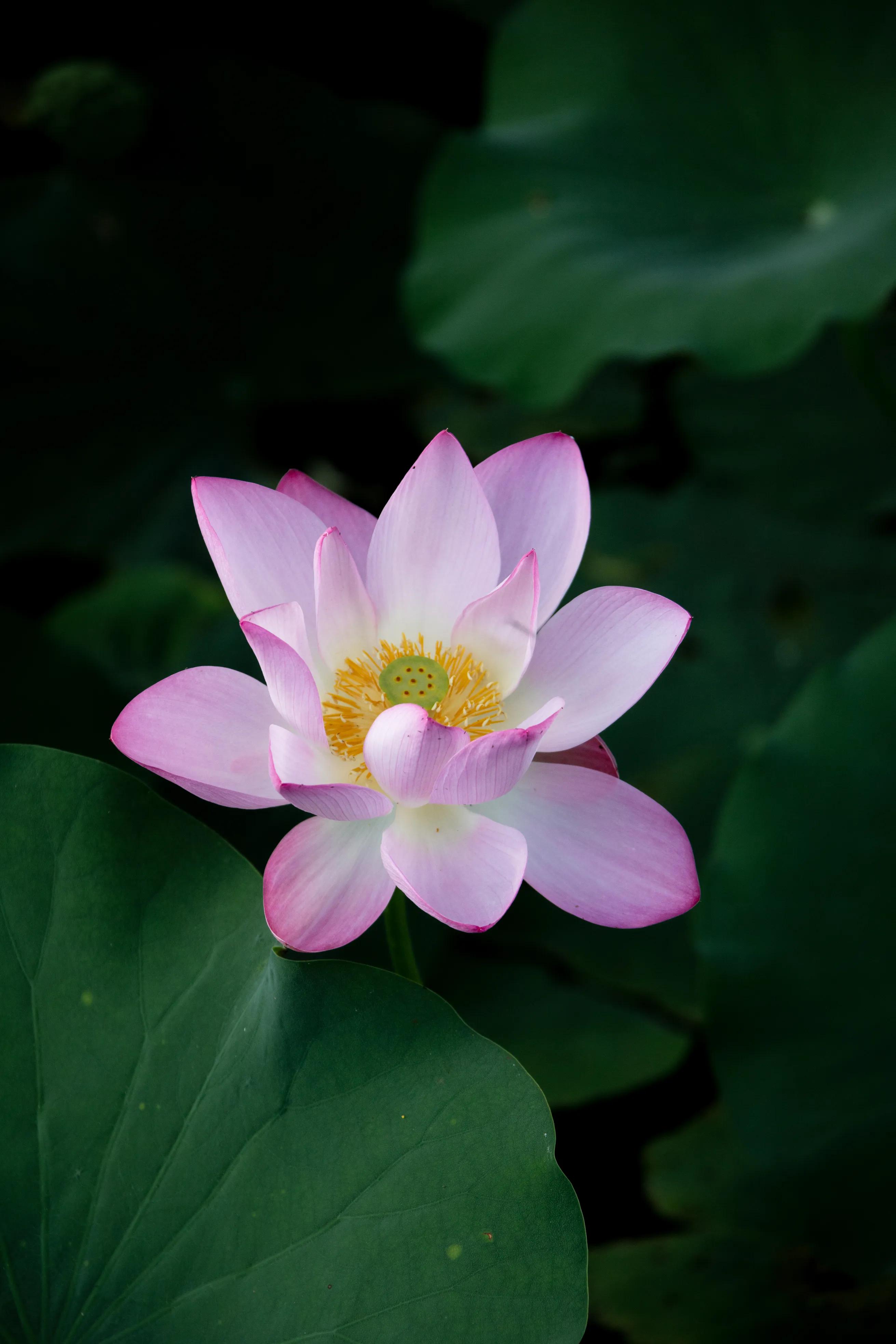 拍荷花最好的花,白洋淀荷花最佳观赏时期