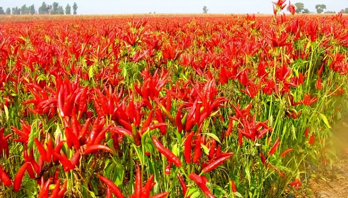 老干妈陶华碧家族,雷军评价陶华碧