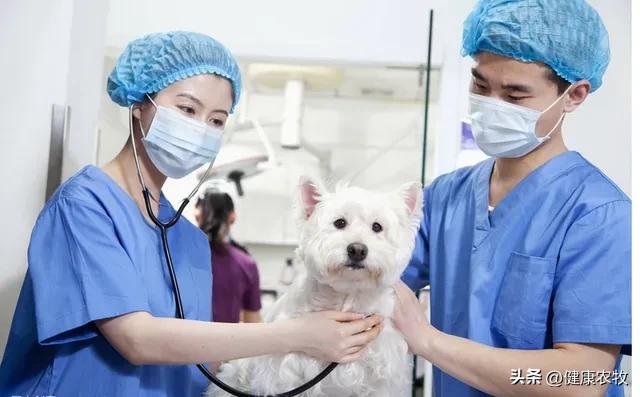 大学想报兽医专业新高考怎么选科,新高考文科可以学兽医专业吗