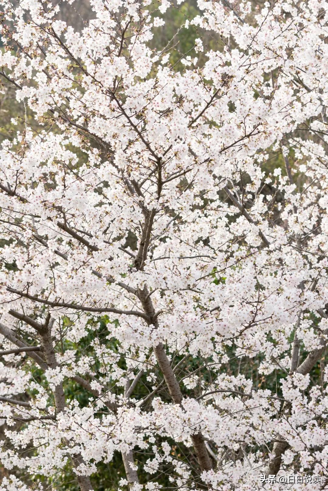 湖北荆州：石首“繁花”上大分↑即将刷爆朋友圈！