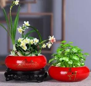 水仙花养好,水仙花好养活