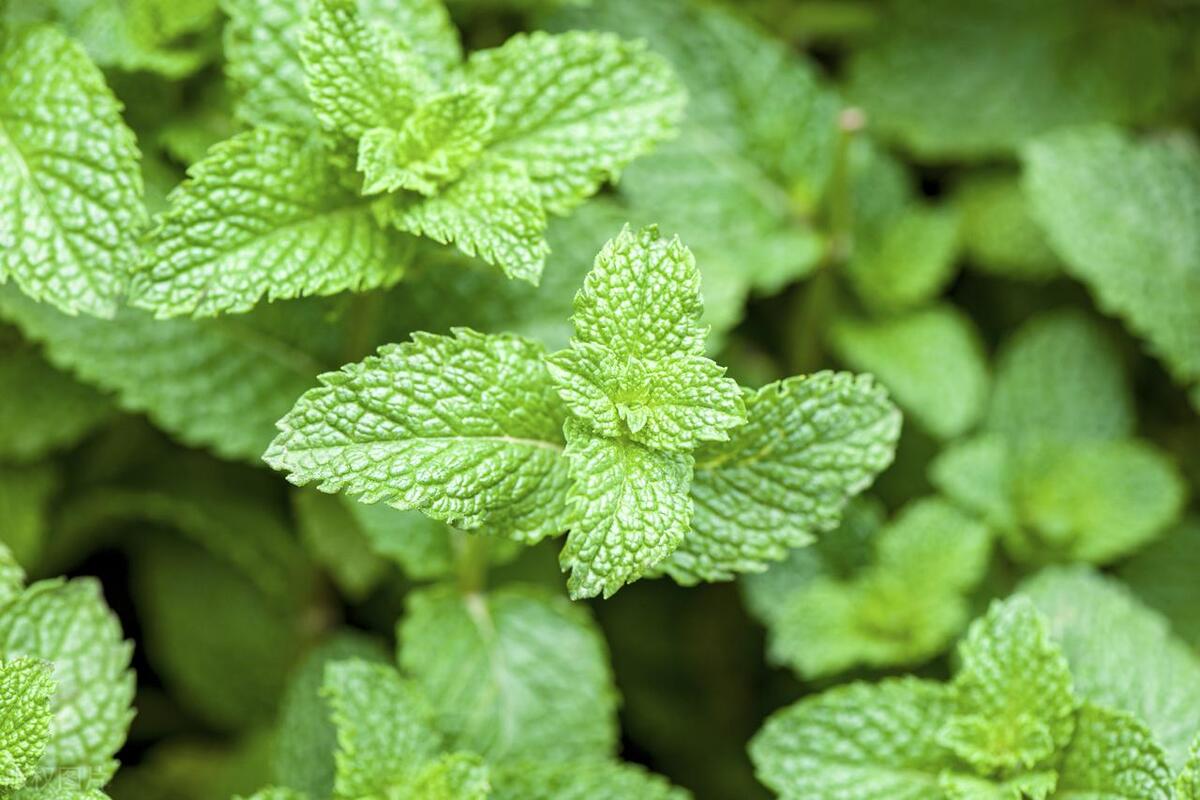 家里有蚊子怎么能彻底消灭最有效,驱赶蚊子的办法小妙招