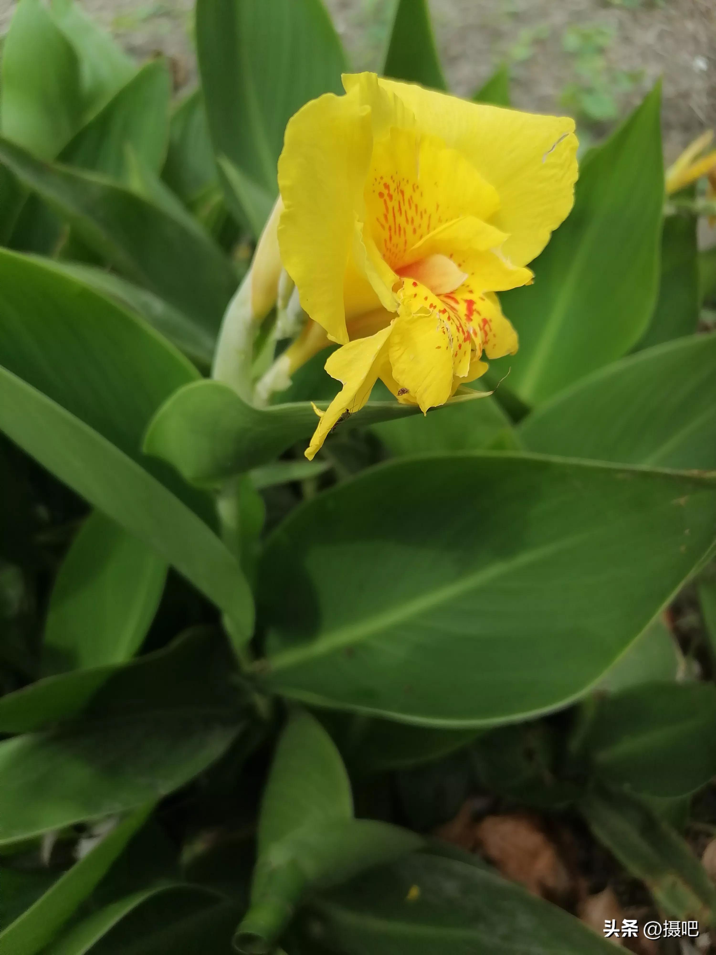 特大新鲜粽叶,大粽叶长在什么地方