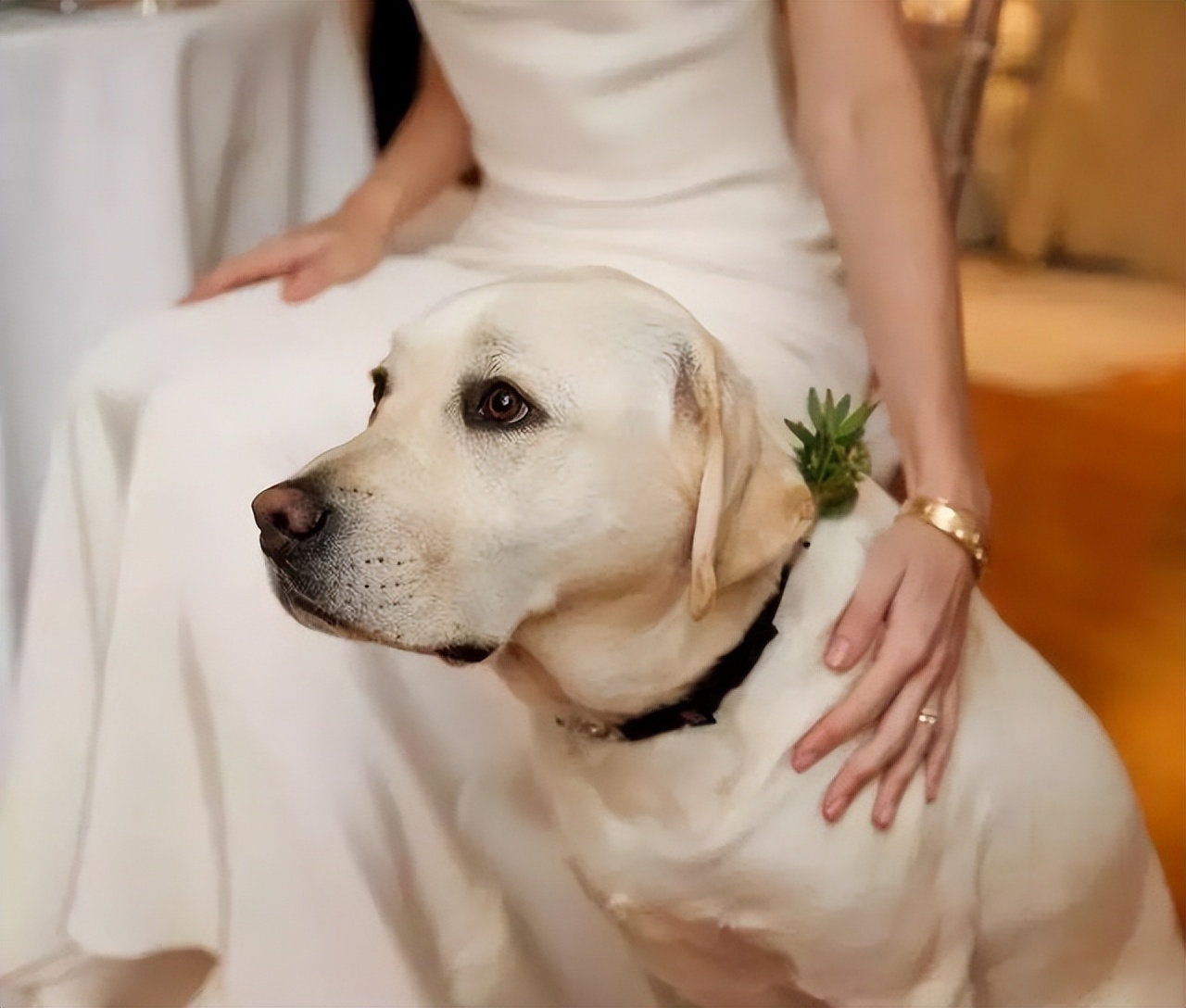 狗狗的灵性有哪些表现,狗界中六种智商比较低的狗狗