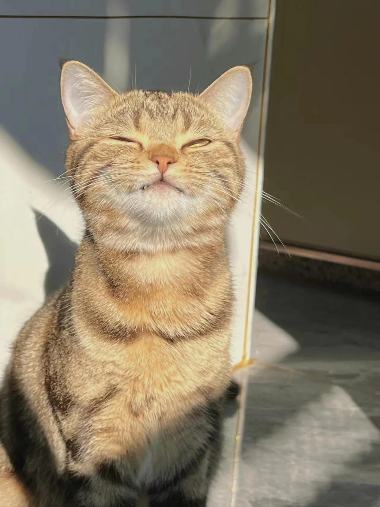 猫咪最喜欢的事情,猫咪最喜欢玩的五种东西