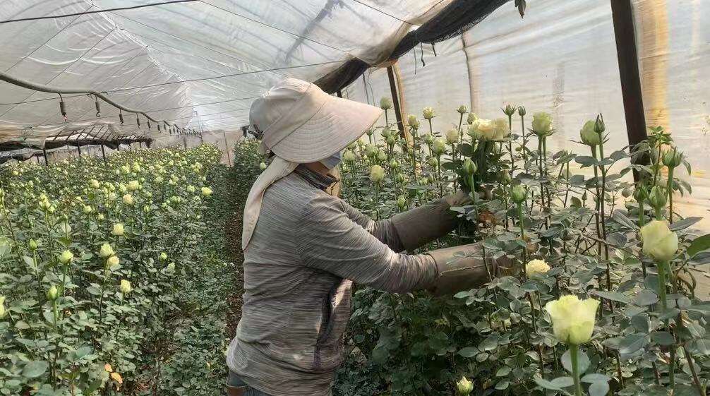 三八特刊|晋宁花农周玉莲:带领姐妹们一起做浪漫制造者