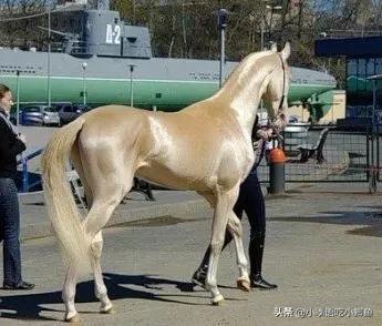 一匹马2000万，有人为它不惜挑起两国战争！真宝马阿哈尔捷金马