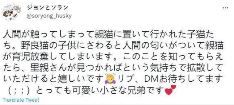 幼猫被主人碰了母猫还认吗,幼猫被人摸老猫就不喂了