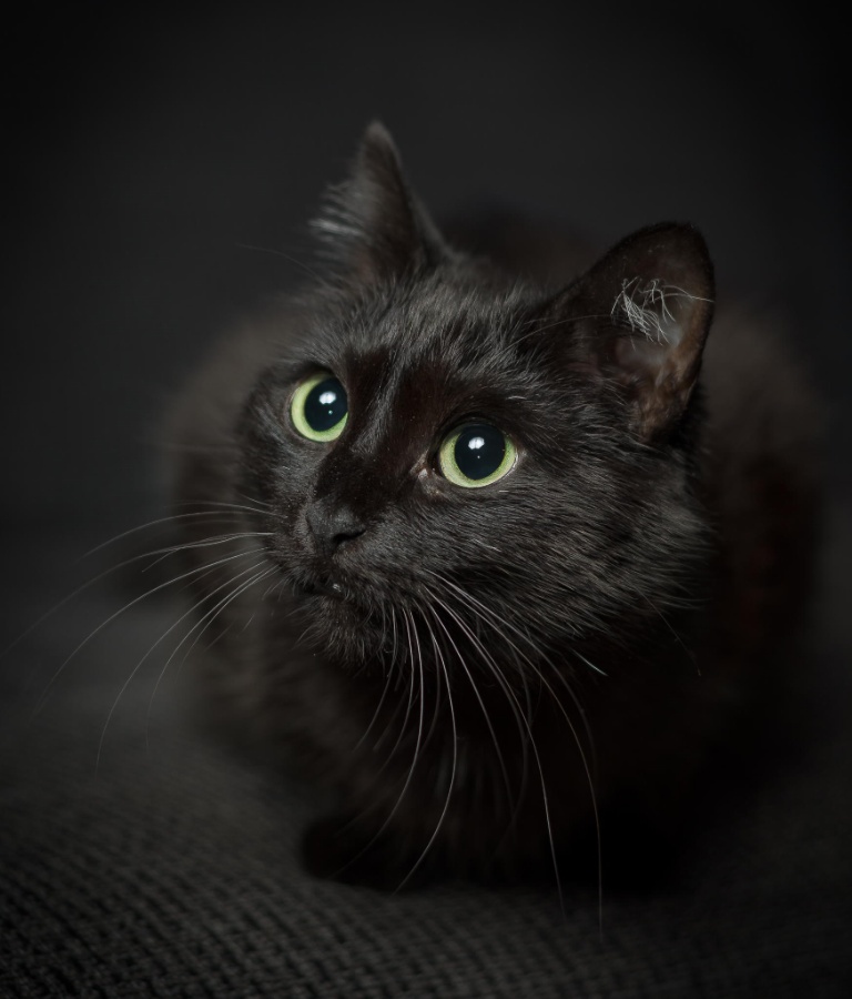 鬼吹灯张三链子人物关系图,鬼吹灯中哪里提到了张三链子