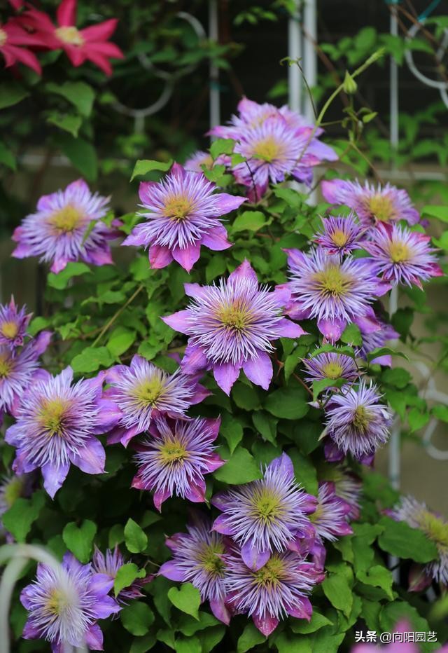 怎么才能买到品种好的铁线莲,包邮区适合种的铁线莲品种