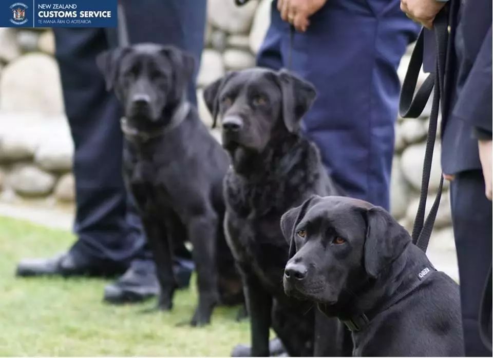 汤加海啸影响新西兰吗,汤加火山喷发致海啸完整