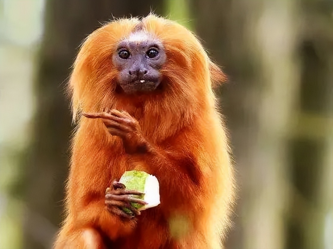真实存在的动物稀奇古怪,十二生肖为什么只有龙是虚构动物