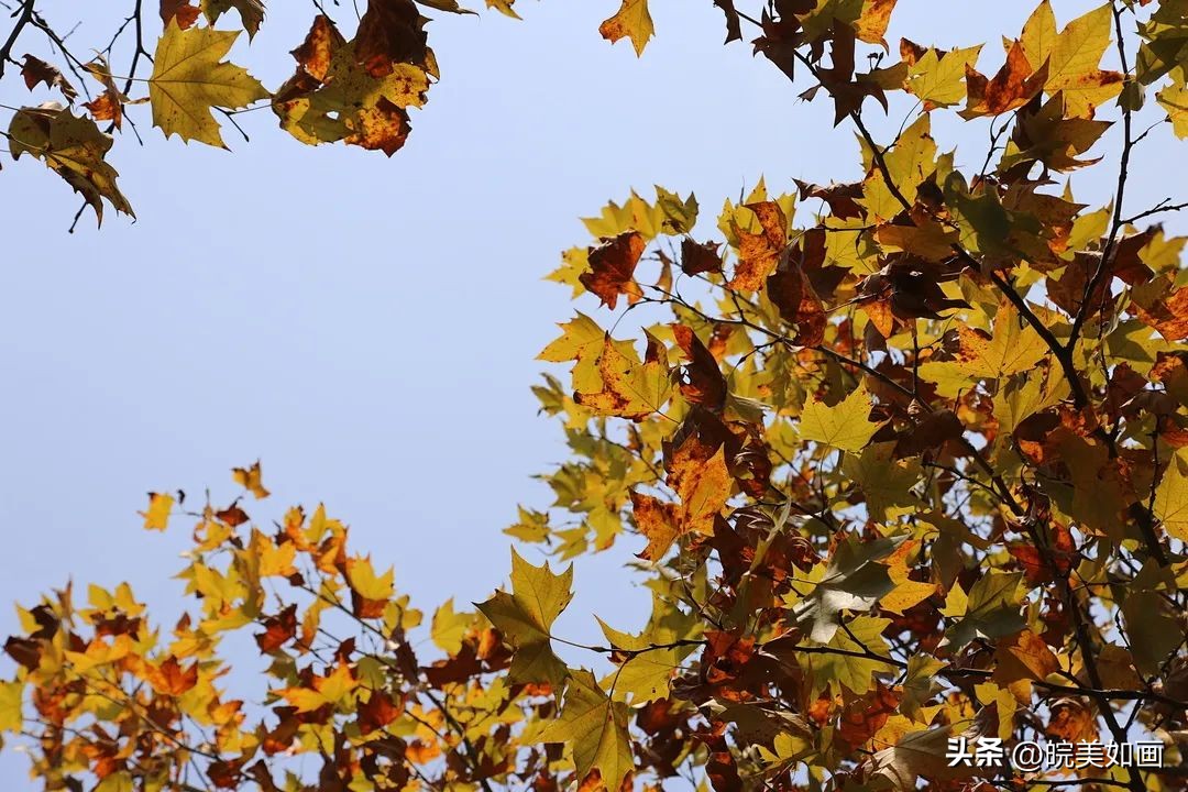 安徽大学好看的风景,高校最美秋景