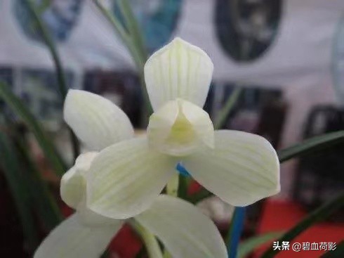 94年，男子10元购入一棵兰花，06年却卖出百万天价，兰友：有眼力