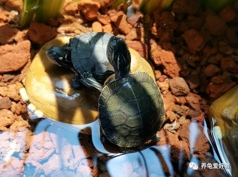 饲养环境大小对龟生长有影响吗,半水龟的饲养环境