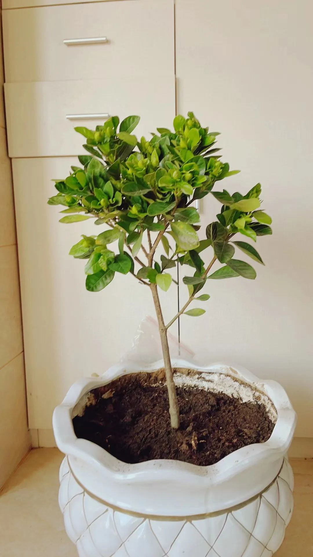 买到黄泥土种的花怎么办,买到黄泥巴裹根的花怎么办