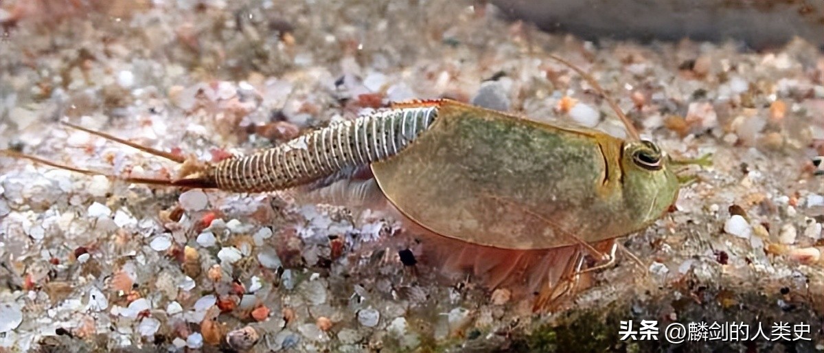 动物界的纲类划分,动物界大全