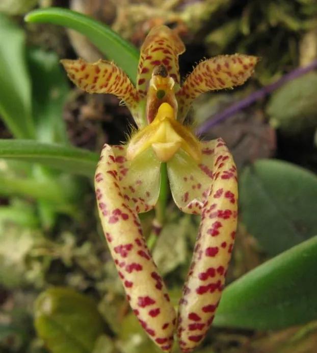 奇花异草是一道道亮丽的风景线,五彩缤纷的春天奇花异草