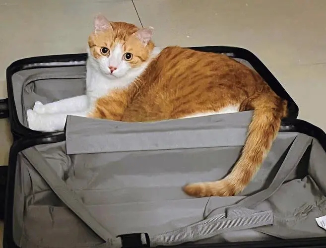 外出一周家里的猫怎么办,出门了家里的猫咪怎么办