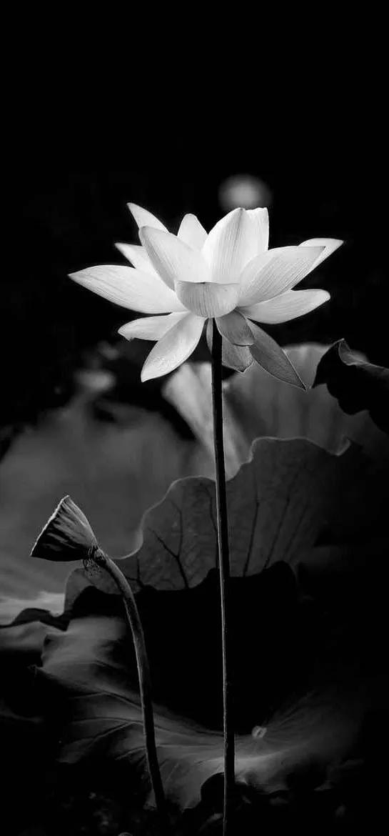 黑暗系的壁纸文字,黑暗色系的壁纸