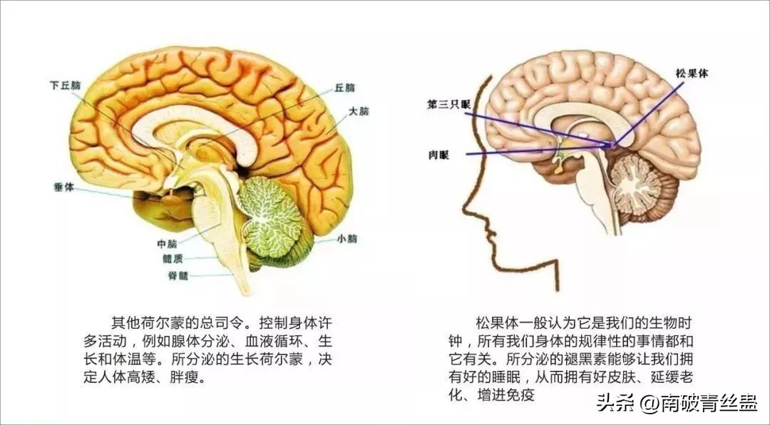 激素传递过程,激素传递信号的过程